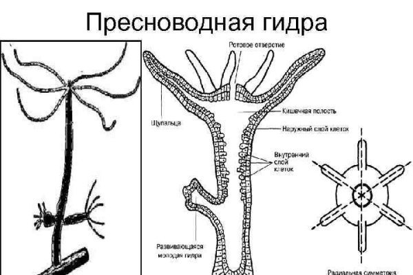 Как зайти на мегу тор